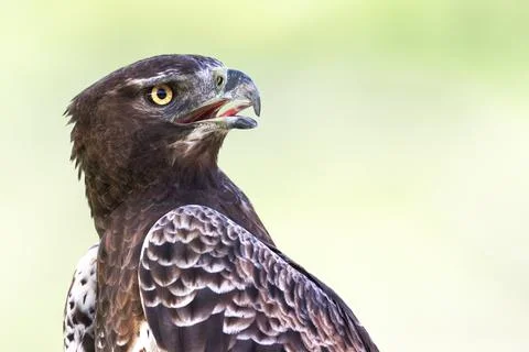 Portrait of a Martial Eagle Stock Photos