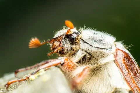 Portrait of the May beetle Stock Photos