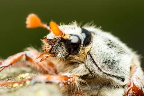 Portrait of the May beetle Stock Photos