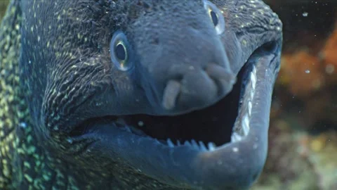 Portrait of Mediterranean Moray Eel, under water shot Video stock 276287745