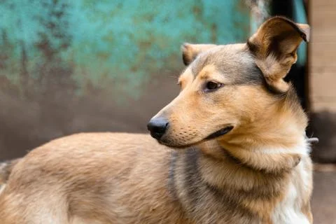 Portrait of a medium-sized red dog with an attentive gaze standing against the Фото