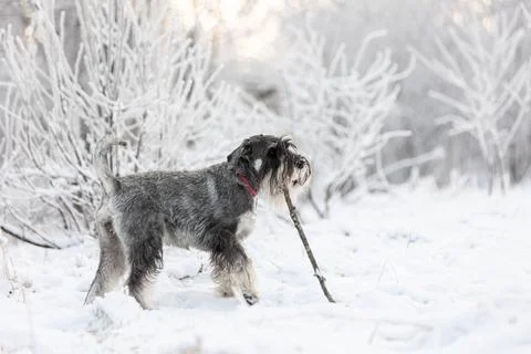 Portrait of a medium sized schnauzer with pepper and salt walking in the winter 스톡 사진
