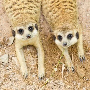 Portrait of meercat Stock Photos