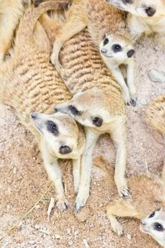 Portrait of meercat Stock Photos