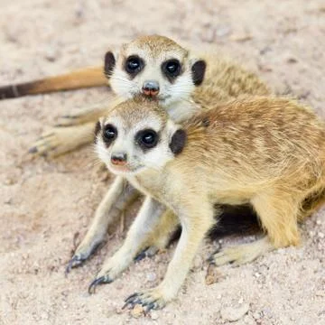 Portrait of meercat Stock Photos