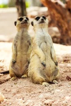 Portrait of meercat Stock Photos