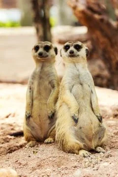 Portrait of meercat Stock Photos