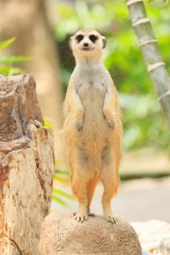 Portrait of meercat Stock Photos