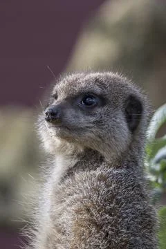 Portrait of a meercat Stock-Fotos