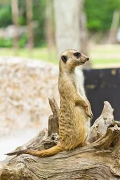 Portrait of meerkat Stock Photos