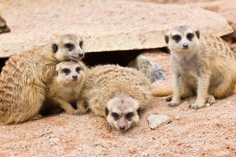Portrait of meerkat Stock Photos