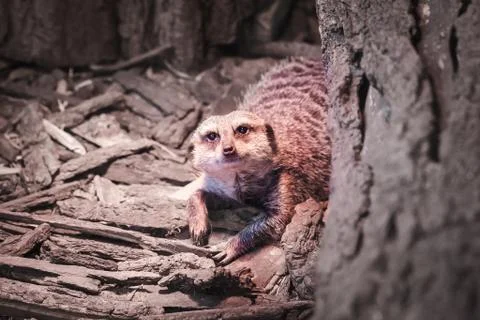 A portrait of a meerkat Stock Photos
