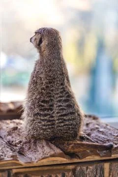 A portrait of a meerkat Stock Photos