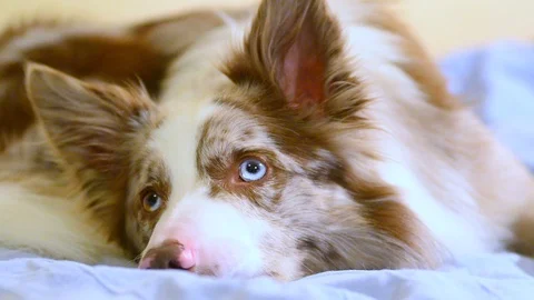 Portrait of merle border collie Stock Footage 88275758