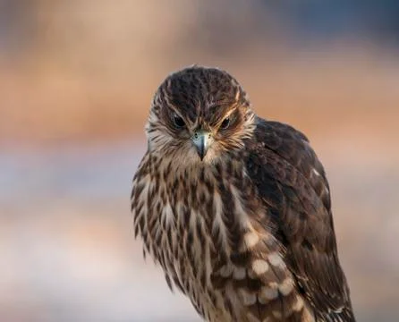 Portrait of a Merlin Stock Photos