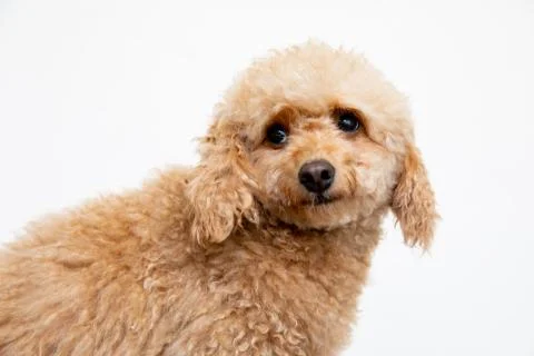 PORTRAIT OF MINI-POODLE DOG IN A STUDIO. Stock Photos