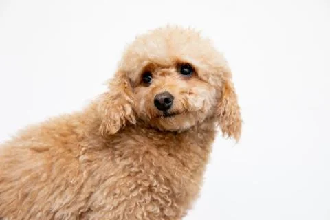 PORTRAIT OF MINI-POODLE DOG IN A STUDIO. Stock Photos