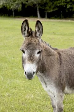Portrait of a miniature donkey. Stock Photos