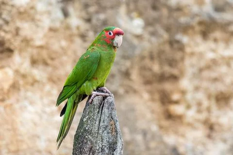 Portrait of a Mitred Parakeet Stock Photos