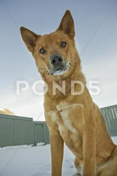 Portrait Of Mixed Breed Dog Outdoors In Winter