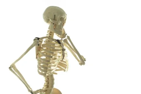 Portrait of the model of a skull in front of white background Stock Photos