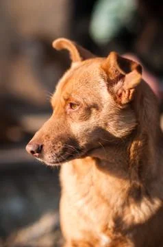 Portrait of a mongrel dog Stock Photos