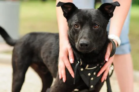 Portrait of a mongrel dog Stock Photos