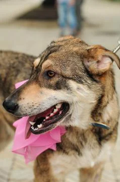 Portrait of a mongrel dog Stock Photos