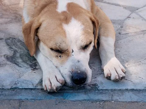 Portrait of a mongrel dog with a scratched muzzle sleeping on paving slabs Stock Photos