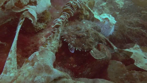 Portrait of Monk fish swims over brown algae and laminaria next to sea urchin Stock Footage 303402178