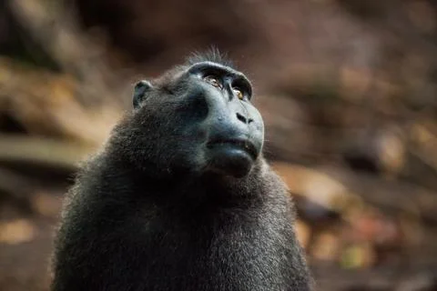 A portrait of monkey against the brown backdrop Stock Photos