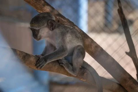 Portrait of monkey baboon in a cage Stock Photos