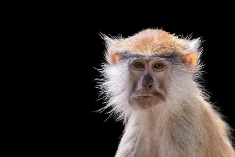 Portrait of a monkey on a black background. Common patas monkey ,Erythrocebus Stock Photos
