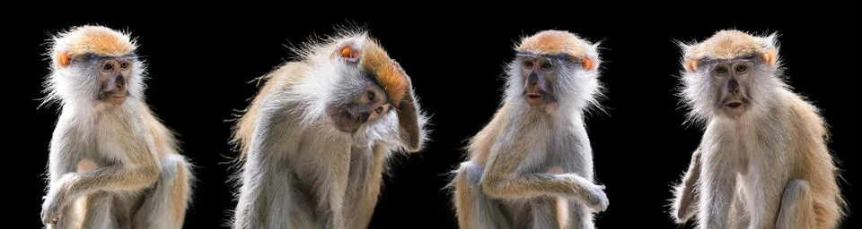 Portrait of a monkey on a black background. Common patas monkey ,Erythrocebus Stock Photos