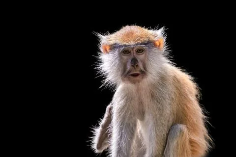 Portrait of a monkey on a black background. Common patas monkey ,Erythrocebus Stock Photos