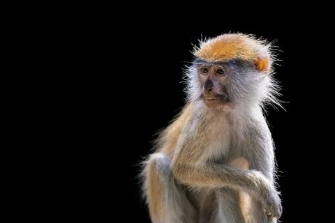 Portrait of a monkey on a black background. Common patas monkey ,Erythrocebus Stock Photos