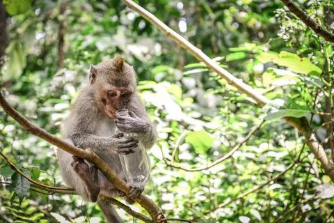 Portrait of a monkey with bottle Stock Photos