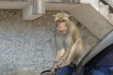 Portrait of a monkey on car. Stockfoto's