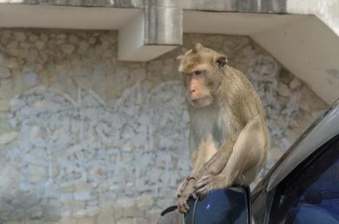 Portrait of a monkey on car. Stock Photos