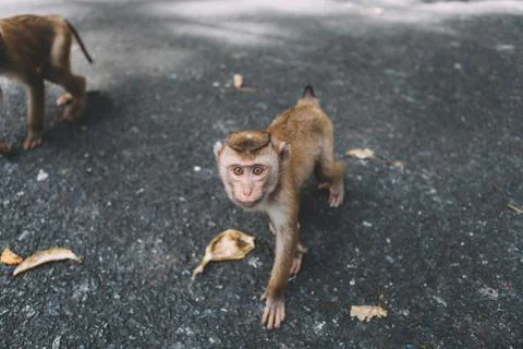 Portrait of monkey. Close-up monkey have a rest. Fooling around. Eating banan Stock Photos