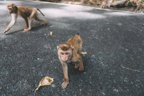Portrait of monkey. Close-up monkey have a rest. Fooling around. Eating banan Stock Photos