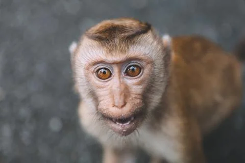 Portrait of monkey. Close-up monkey have a rest. Fooling around. Eating banan Stock Photos