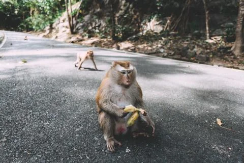 Portrait of monkey. Close-up monkey have a rest. Fooling around. Eating banan Stock Photos