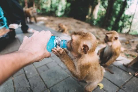 Portrait of monkey. Close-up monkey have a rest. Fooling around. Drinking a w Stock Photos