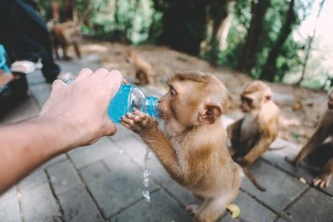 Portrait of monkey. Close-up monkey have a rest. Fooling around. Drinking a w Stock Photos