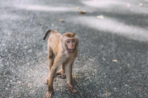 Portrait of monkey. Close-up monkey have a rest. Fooling around. Eating banan Stock Photos