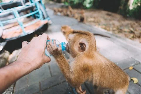 Portrait of monkey. Close-up monkey have a rest. Fooling around. Drinking a w Stock Photos