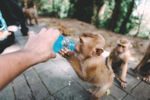 Portrait of monkey. Close-up monkey have a rest. Fooling around. Drinking a w Foto stock