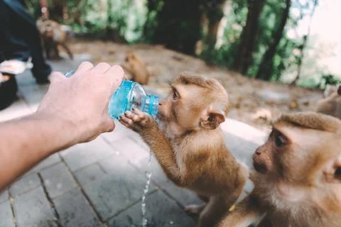 Portrait of monkey. Close-up monkey have a rest. Fooling around. Drinking a w Stock Photos