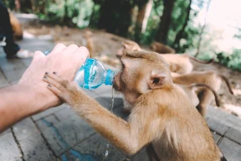 Portrait of monkey. Close-up monkey have a rest. Fooling around. Drinking a w Stock Photos
